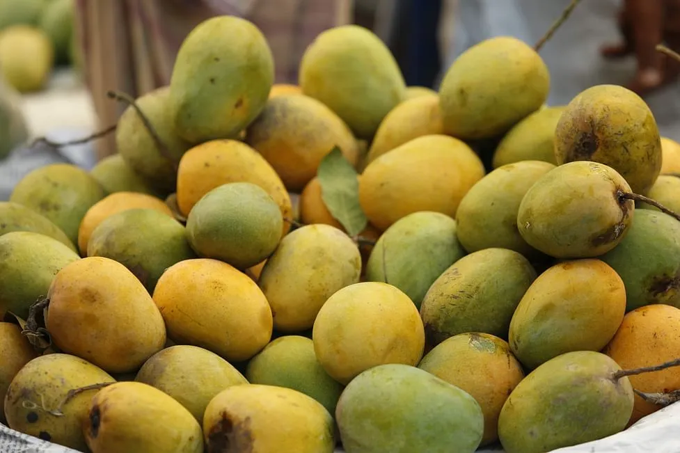 হিমসাগর আম | Himsagor Amm - Image 4