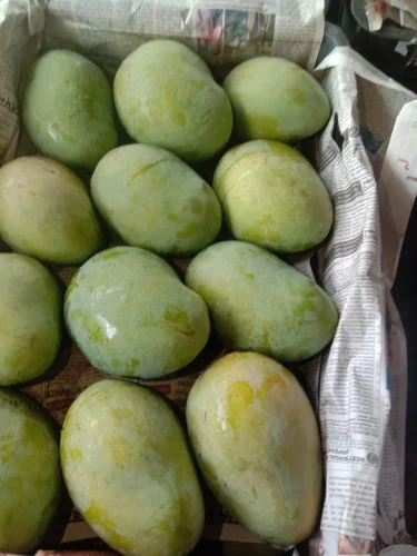 Fazli Mango - Image 5