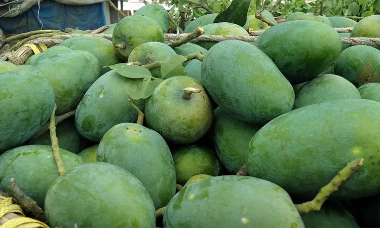 Fazli Mango - Image 3