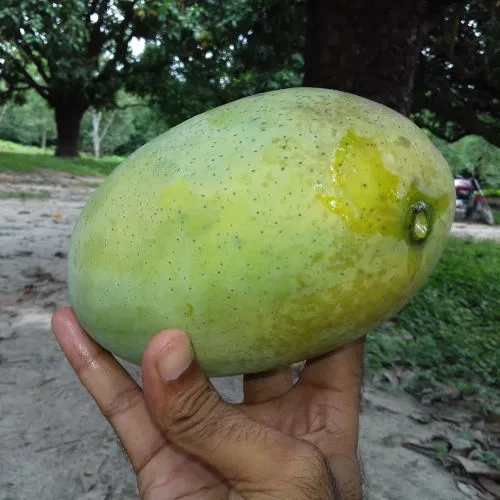 Fazli Mango - Image 2