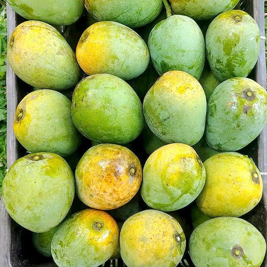 হিমসাগর আম | Himsagor Amm - Image 2