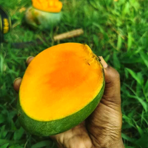 হিমসাগর আম | Himsagor Amm - Image 3